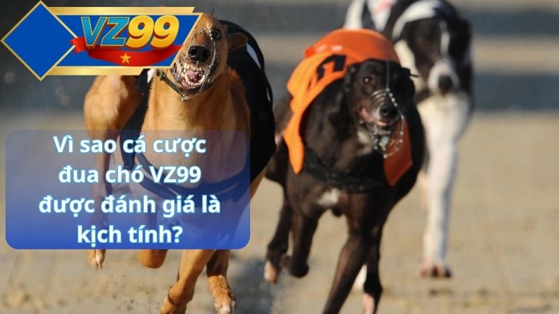 Cá cược đua chó VZ99 – Môn thể thao thú kịch tính nhất 2025 2 Vì sao cá cược đua chó VZ99 được đánh giá là kịch tính?